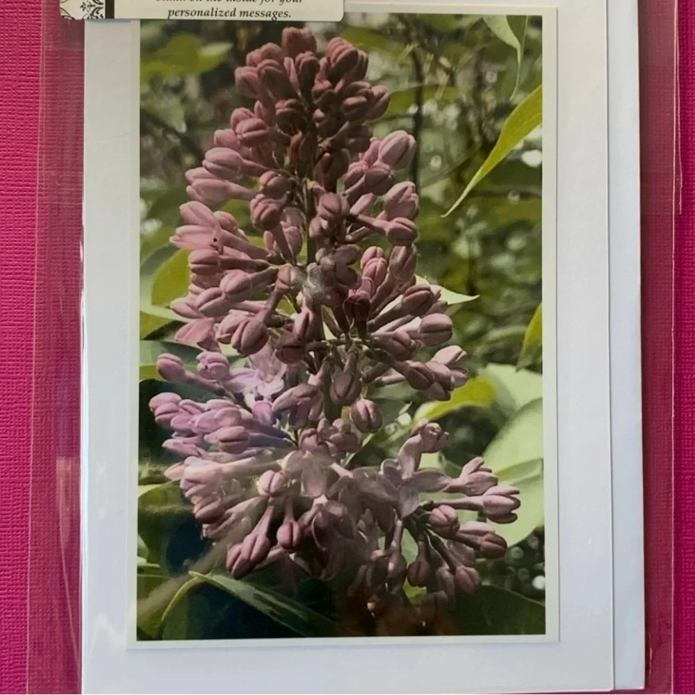 2 for $30 Nature Photo Blank Greeting Cards. Algonquin Spring set of 4 - Picture 2 of 8